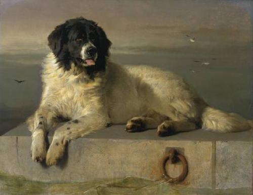 Landseer, Edwin Henry A Distinguished Member of the Humane Society Norge oil painting art
